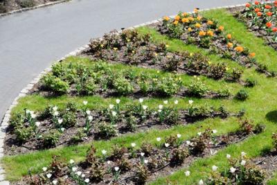 Tulipany w Rosarium "Pałacyk"