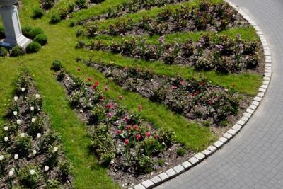 Tulipany w Rosarium "Pałacyk"