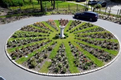 Tulipany w Rosarium "Pałacyk"