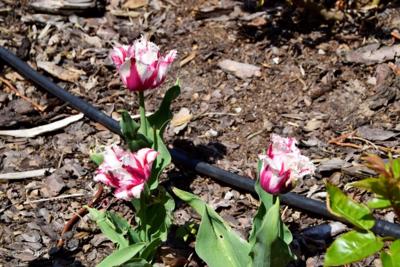 Tulipany w Rosarium "Pałacyk"