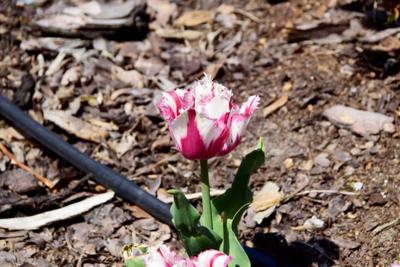 Tulipany w Rosarium "Pałacyk"