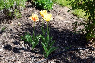 Tulipany w Rosarium "Pałacyk"