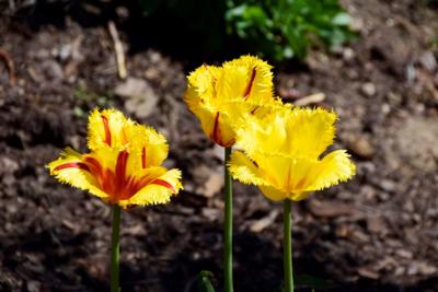Tulipany w Rosarium "Pałacyk"