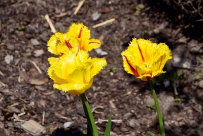 Tulipany w Rosarium "Pałacyk"