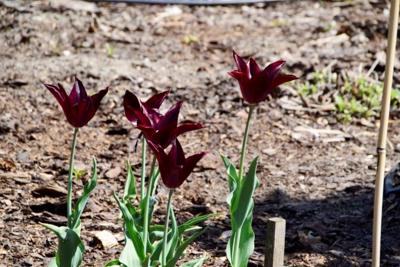 Tulipany w Rosarium "Pałacyk"