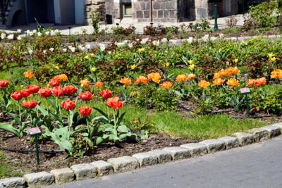 Tulipany w Rosarium "Pałacyk"