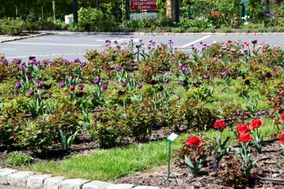 Tulipany w Rosarium "Pałacyk"