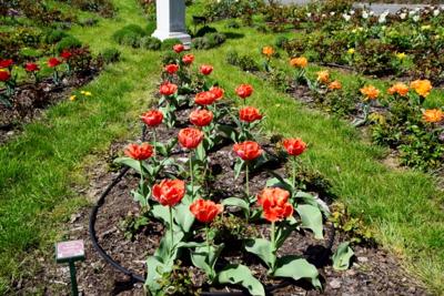 Tulipany w Rosarium "Pałacyk"