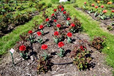 Tulipany w Rosarium "Pałacyk"