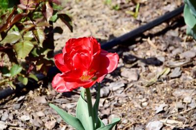 Tulipany w Rosarium "Pałacyk"