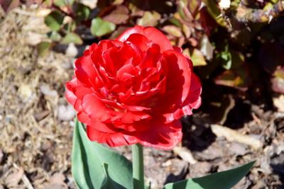 Tulipany w Rosarium "Pałacyk"