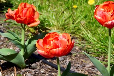 Tulipany w Rosarium "Pałacyk"