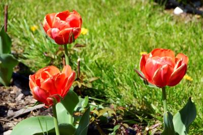 Tulipany w Rosarium "Pałacyk"