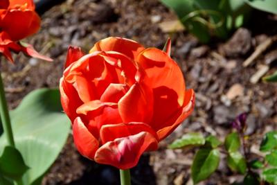 Tulipany w Rosarium "Pałacyk"