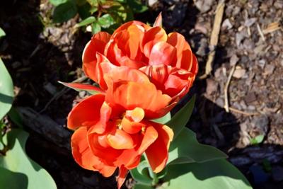 Tulipany w Rosarium "Pałacyk"