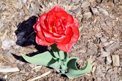 Tulipany w Rosarium "Pałacyk"