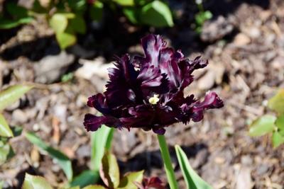 Tulipany w Rosarium "Pałacyk"