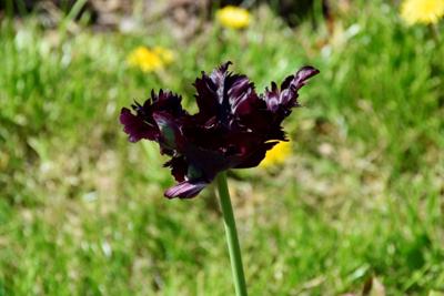 Tulipany w Rosarium "Pałacyk"