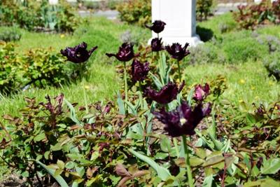 Tulipany w Rosarium "Pałacyk"