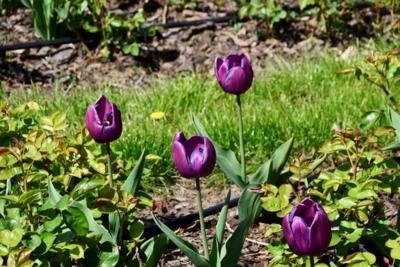 Tulipany w Rosarium "Pałacyk"