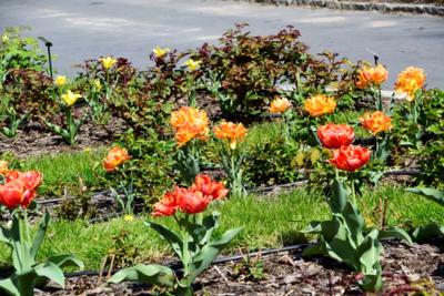 Tulipany w Rosarium "Pałacyk"