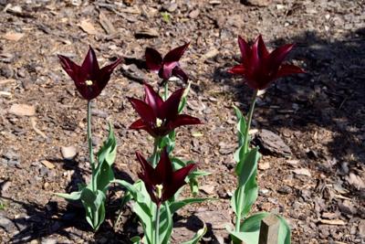 Tulipany w Rosarium "Pałacyk"