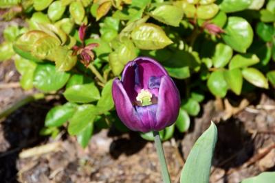 Tulipany w Rosarium "Pałacyk"
