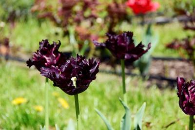 Tulipany w Rosarium "Pałacyk"