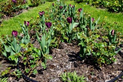 Tulipany w Rosarium "Pałacyk"