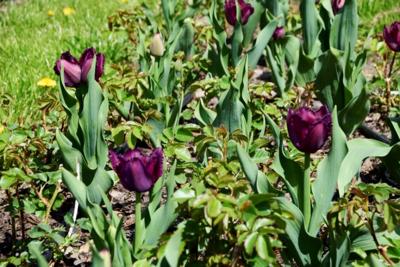 Tulipany w Rosarium "Pałacyk"