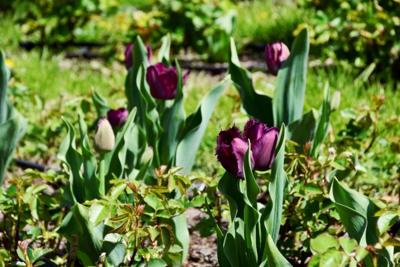 Tulipany w Rosarium "Pałacyk"