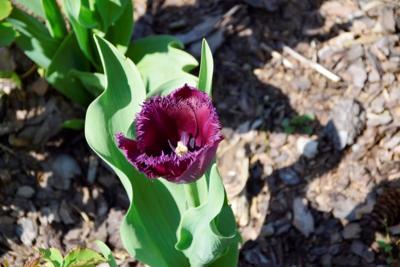 Tulipany w Rosarium "Pałacyk"