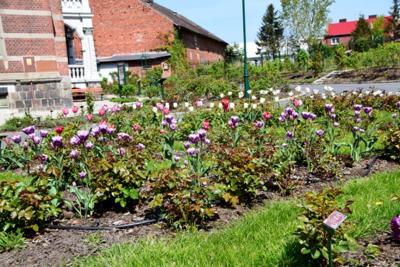 Tulipany w Rosarium "Pałacyk"