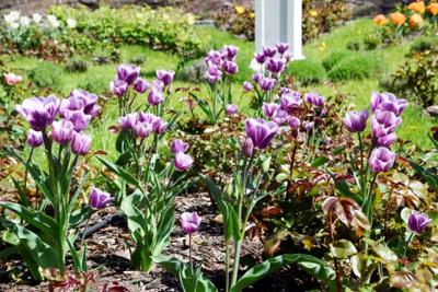 Tulipany w Rosarium "Pałacyk"