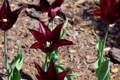 Tulipany w Rosarium "Pałacyk"
