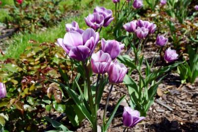 Tulipany w Rosarium "Pałacyk"