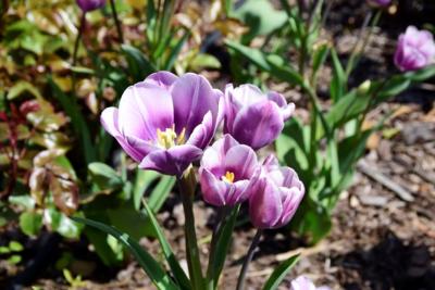 Tulipany w Rosarium "Pałacyk"