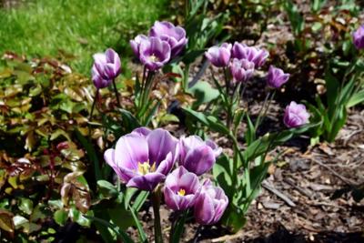 Tulipany w Rosarium "Pałacyk"