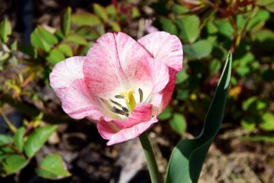 Tulipany w Rosarium "Pałacyk"