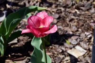 Tulipany w Rosarium "Pałacyk"