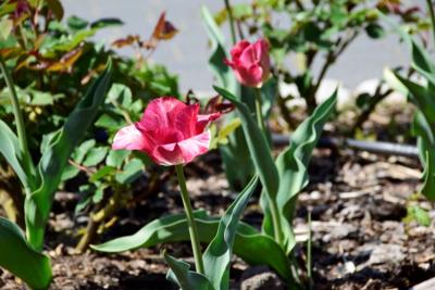 Tulipany w Rosarium "Pałacyk"
