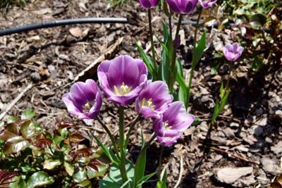 Tulipany w Rosarium "Pałacyk"