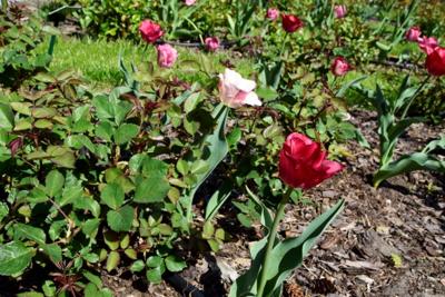 Tulipany w Rosarium "Pałacyk"