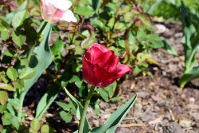 Tulipany w Rosarium "Pałacyk"