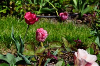 Tulipany w Rosarium "Pałacyk"
