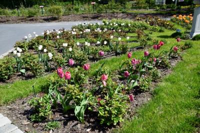 Tulipany w Rosarium "Pałacyk"