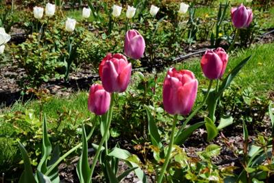 Tulipany w Rosarium "Pałacyk"
