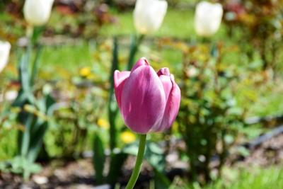Tulipany w Rosarium "Pałacyk"