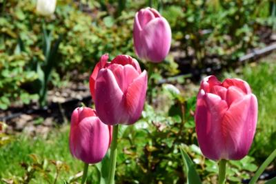 Tulipany w Rosarium "Pałacyk"