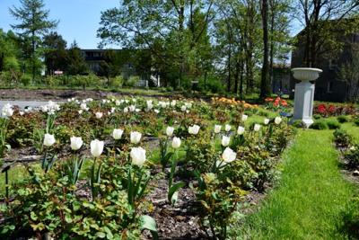 Tulipany w Rosarium "Pałacyk"